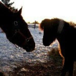 Meet your Posher, Jessie